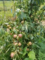 🍐 Farm-Fresh Pears | Shipping start on September