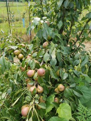 🍐 Farm-Fresh Pears | Shipping start on September